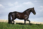 trabendes Schweres Warmblut