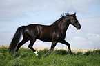 trabendes Schweres Warmblut