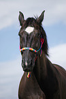 Schweres Warmblut Portrait