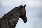 Schweres Warmblut Portrait