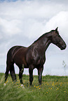 Schweres Warmblut