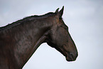 Schweres Warmblut Portrait