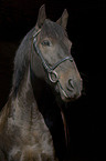 Schweres Warmblut Portrait