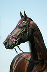 Schweres Warmblut Portrait