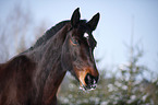 Schweres Warmblut