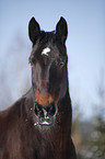 Schweres Warmblut