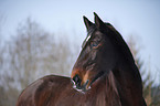 Schweres Warmblut