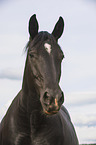 Schweres Warmblut Portrait