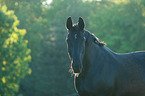 Schweres Warmblut Portrait