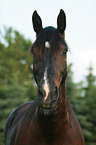 Schweres Warmblut Portrait