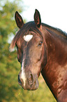 Schweres Warmblut Portrait