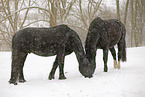 Pferde im Schneegestber