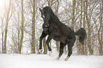 bockendes Schweres Warmblut