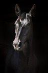 Schweres Warmblut Portrait