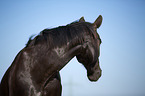 Schweres Warmblut Portrait