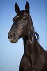 Schweres Warmblut Portrait