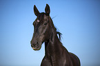 Schweres Warmblut Portrait