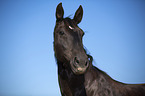 Schweres Warmblut Portrait