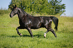 trabendes Schweres Warmblut