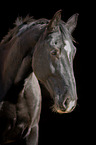 Schweres Warmblut Portrait