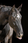 Schweres Warmblut Portrait