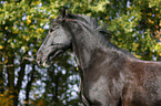 Schweres Warmblut Portrait