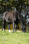 fressendes Schweres Warmblut