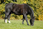 grasendes Schweres Warmblut