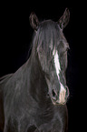 Schweres Warmblut Portrait