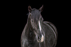 Schweres Warmblut Portrait