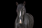 Schweres Warmblut Portrait