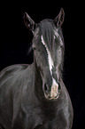 Schweres Warmblut Portrait