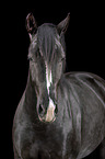 Schweres Warmblut Portrait