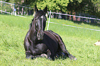 liegendes Schweres Warmblut