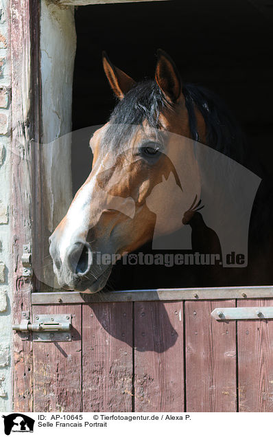 Selle Francais Portrait / Selle Francais Portrait / AP-10645