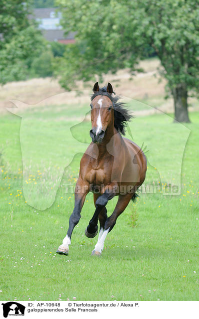 galoppierendes Selle Francais / galloping Selle Francais / AP-10648