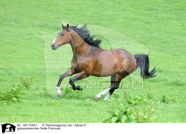 galoppierendes Selle Francais / galloping Selle Francais / AP-10651