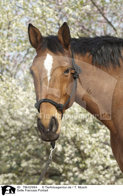 Selle Francais Portrait / TM-02984