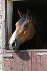 Selle Francais Portrait