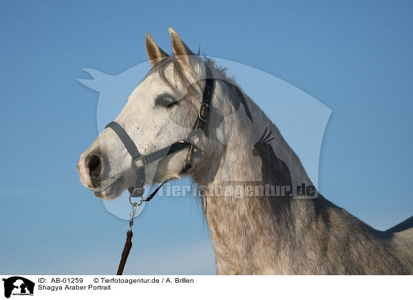 Shagya Araber Portrait / Shagya Arabian Horse Portrait / AB-01259