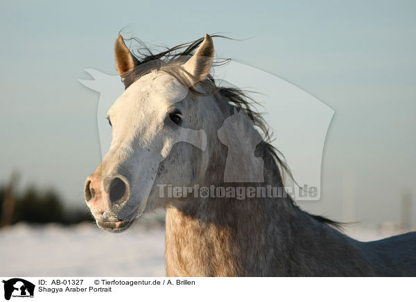 Shagya Araber Portrait / AB-01327