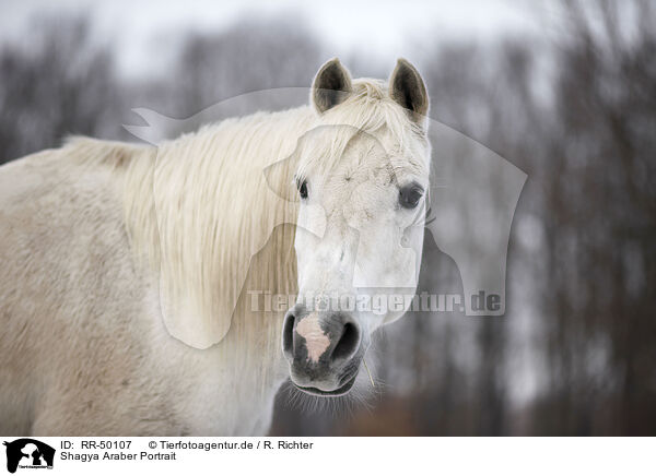 Shagya Araber Portrait / Shagya Arabian horse portrait / RR-50107