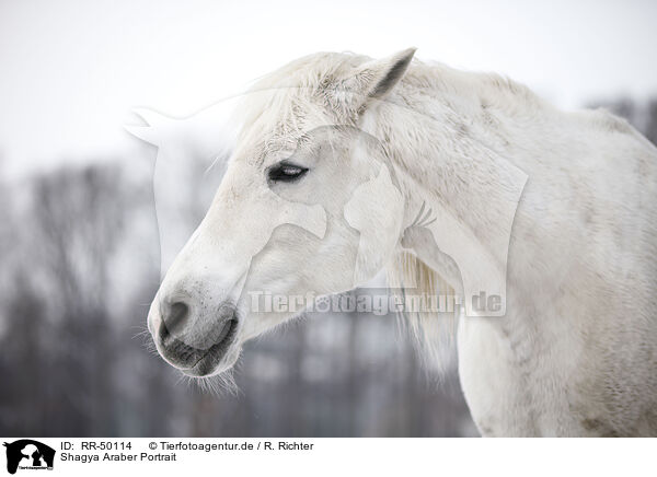 Shagya Araber Portrait / RR-50114