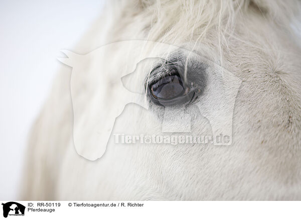Pferdeauge / horse eye / RR-50119
