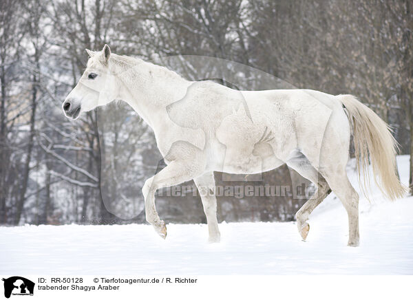 trabender Shagya Araber / trotting Shagya Arabian horse / RR-50128