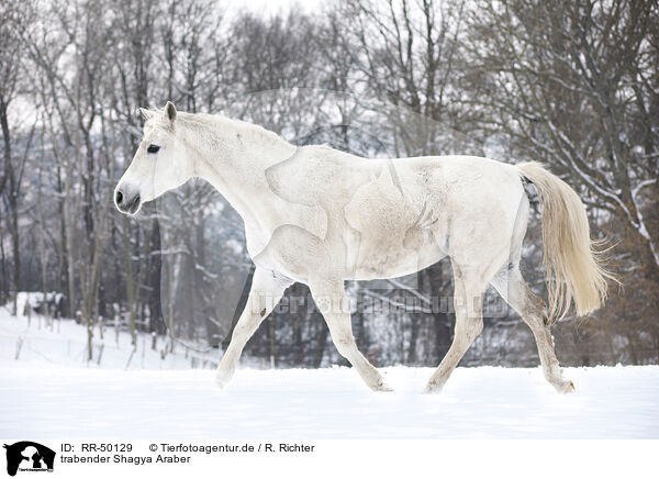 trabender Shagya Araber / RR-50129
