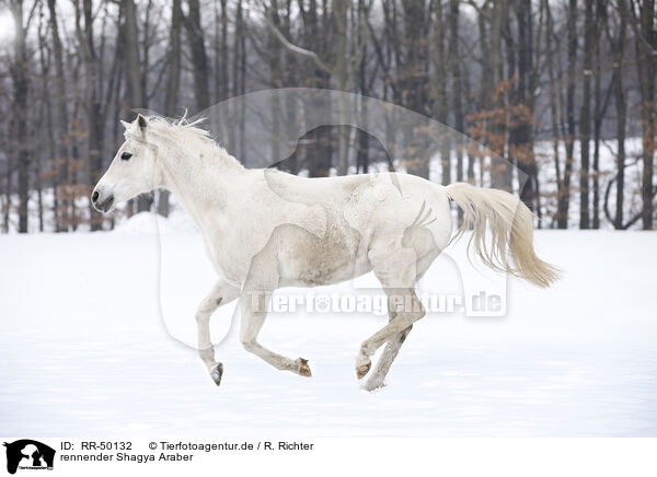rennender Shagya Araber / running Shagya Arabian horse / RR-50132