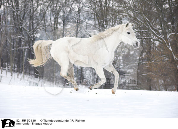 rennender Shagya Araber / RR-50136