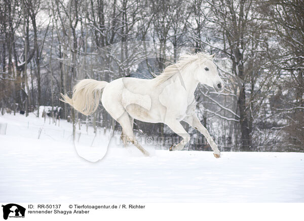 rennender Shagya Araber / RR-50137