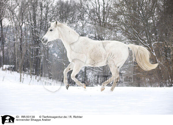 rennender Shagya Araber / running Shagya Arabian horse / RR-50138
